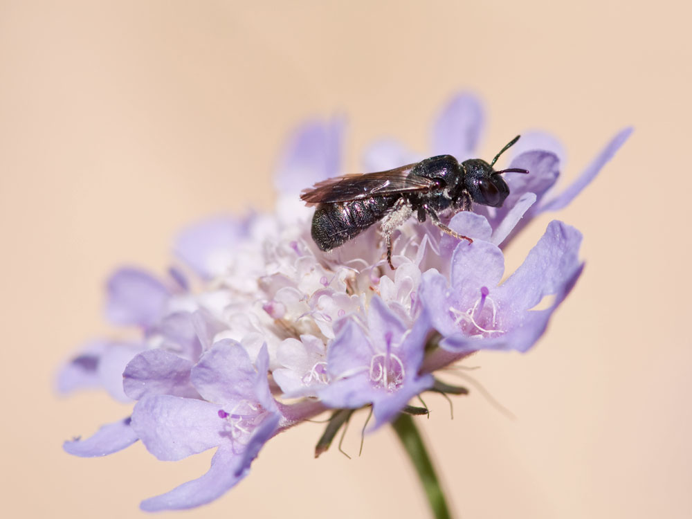 Ceratina spec